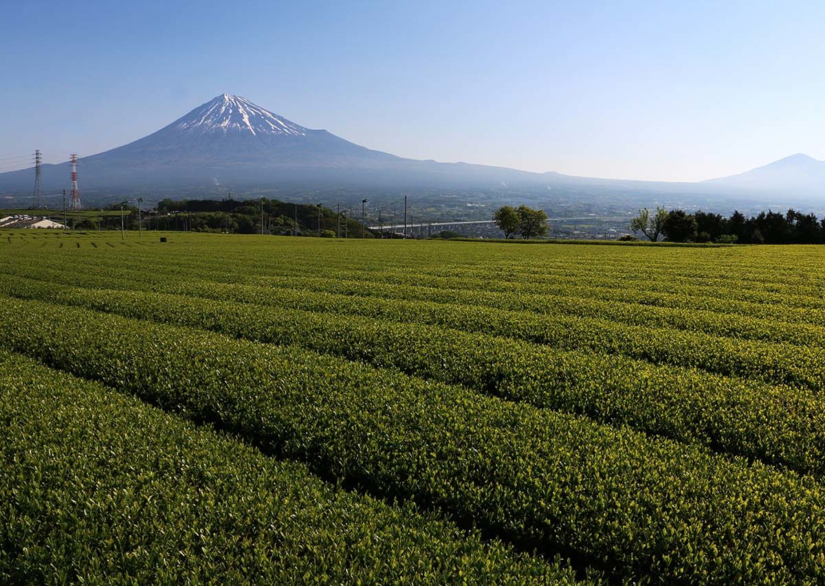 green tea plantation