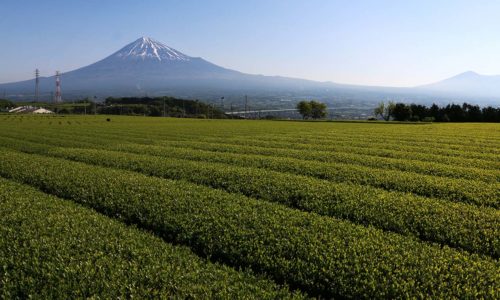 green tea plantation