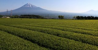 green tea plantation